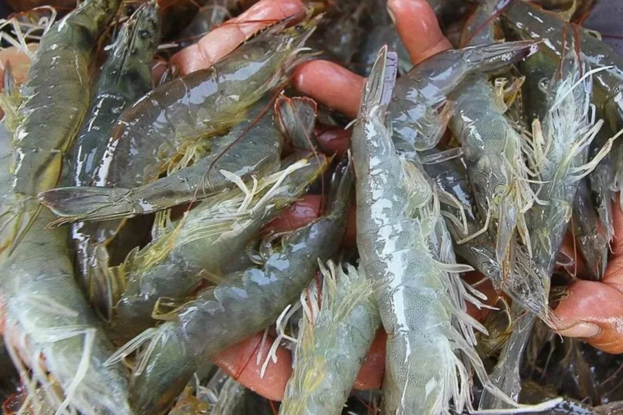 Udang Kaltim Tembus Pasar Delapan Negara, Ini Negara Tujuan Ekspornya