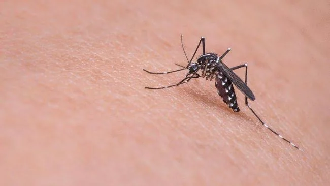 Virus Zika Ditemukan di Bali, Kenali Gejala dan Cara Mencegahnya