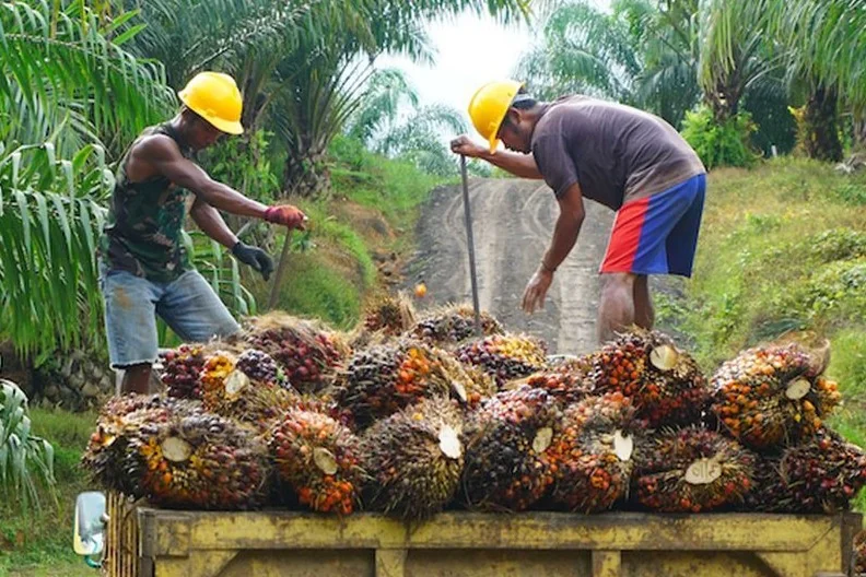 GAPKI Sebut Sawit Masih Jadi Komoditas Strategis Penopang Ekonomi Indonesia