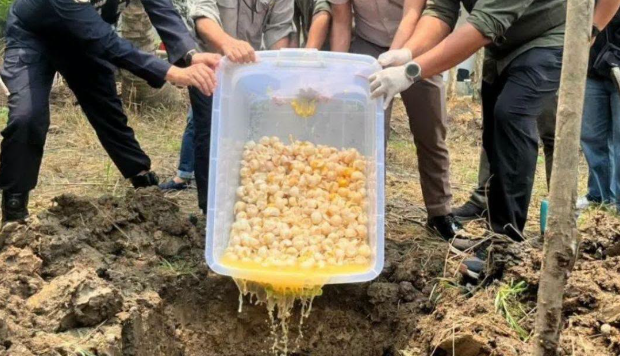 Penyelundupan 1.190 Telur Penyu di Pelabuhan Sintete Dimusnahkan