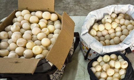 96 Telur Penyu Hasil Sitaan di Temajuk Dimasukkan Inkubasi