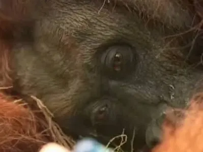 Terdampak Asap Karhutla, Orangutan Ditemukan Lemah di Kebun Warga Ketapang