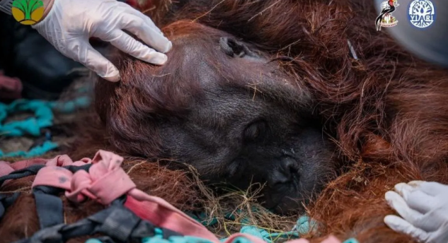 BKSDA Kalbar dan YIARI Evakuasi Orangutan Lemas Terpapar Asap Karhutla