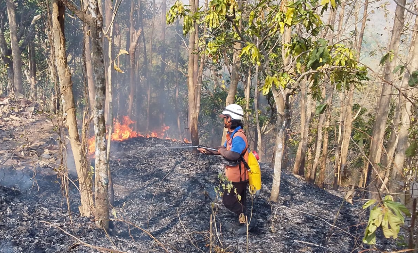 Kebakaran Hutan dan Lahan Seluas 7,3 Hektare di Bayat Klaten