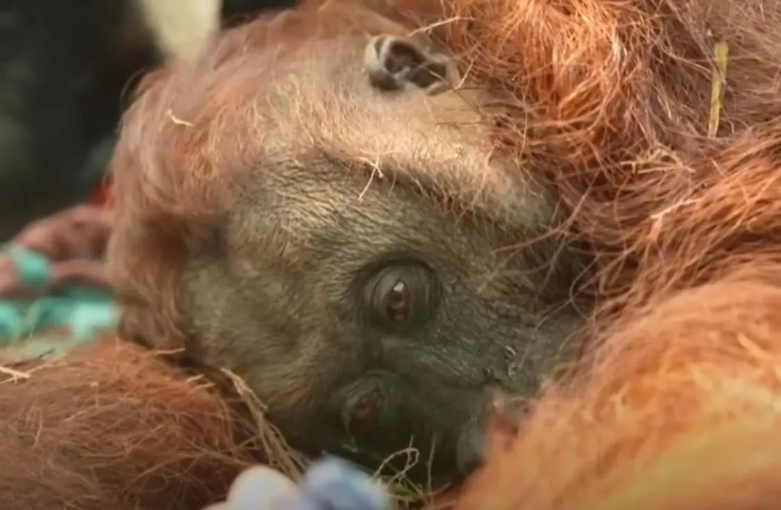 Orangutan Terkapar di Kebun Sawit, Dampak Karhutla Berkepanjangan di Ketapang