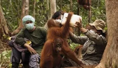 Karhutla Makin Meluas, DPR Ingatkan Ancaman bagi Satwa Endemik Indonesia
