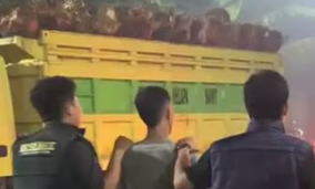 Warga Dusun Semuhut Tangkap Terduga Pencuri Kelapa Sawit di Area Perkebunan Plasma Ngabang