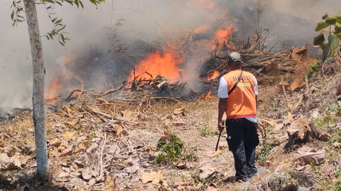 BNPB Laporkan Kebakaran Hutan dan Lahan Meluas di Jawa Tengah serta Palopo
