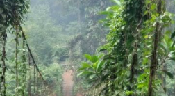 Jembatan Rusak Parah Dan Nyaris Putus Di Desa Dange Aji Landak Ancam Keselamatan Warga Tujuh Desa
