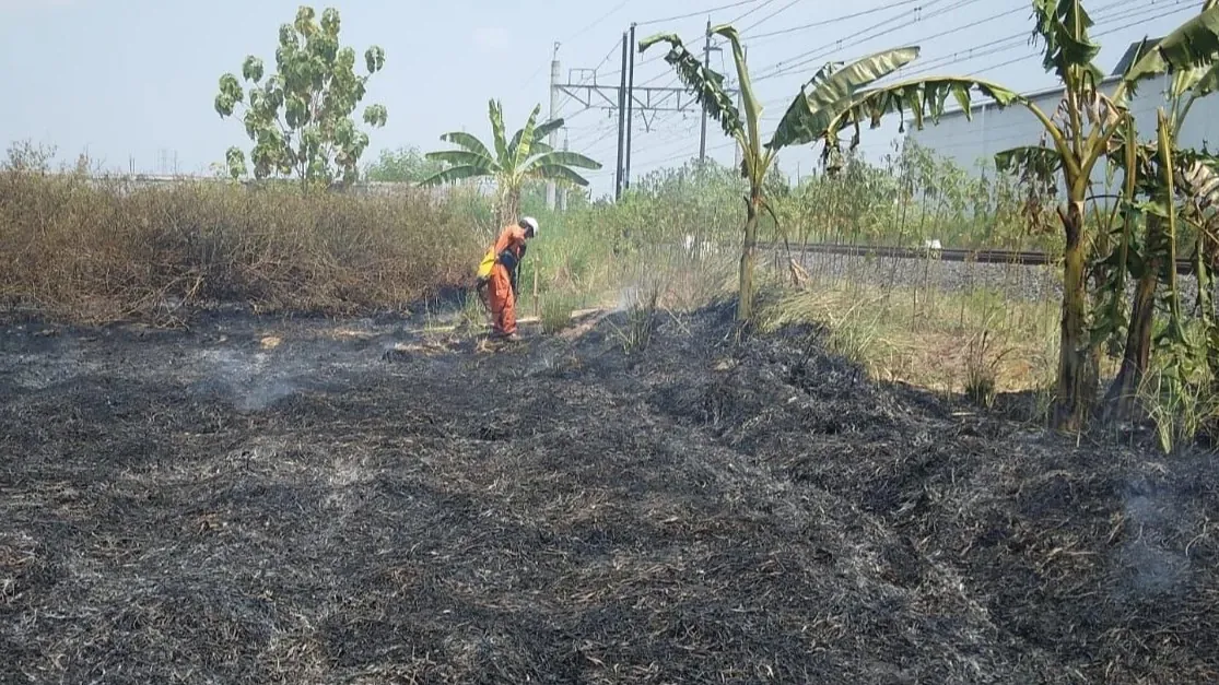 BNPB Tegaskan Tak Ada Aturan yang Mengizinkan Pembakaran Lahan Gambut saat Kemarau