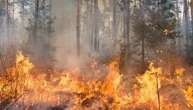 Polri Tangani 219 Kasus Kebakaran Hutan, 162 Orang Jadi Tersangka