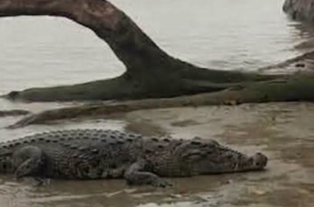Buaya 4 Meter Teror Pemukiman Warga Penjajap Pemdes Minta Tindakan KKP