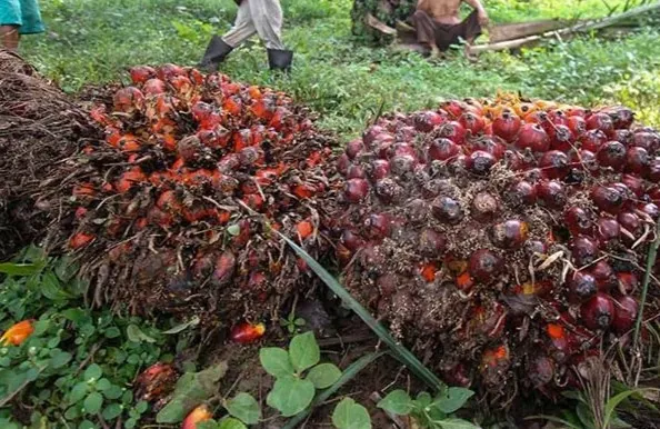 Isu Kerugian Rp600 Triliun dari Under-Invoicing Sawit Masih Butuh Pembuktian
