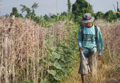Kemarau Panjang di Sanggau Ganggu Produksi Pertanian dan Peternakan, Harga Pangan Naik