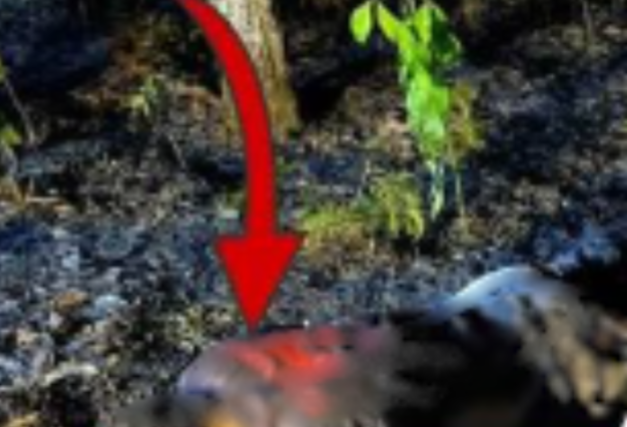 Pembakaran Lahan Berujung Maut di Landak, Seorang Warga Meninggal Terjebak Kobaran Api