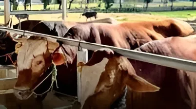Kementan Perkuat Genetik Sapi untuk Dorong Produktivitas Peternak Nasional