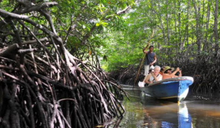 Ekowisata Mangrove Batu Ampar Disiapkan sebagai Alternatif Pemanfaatan Pesisir Kubu Raya