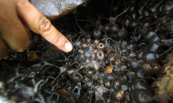Madu Kelulut Jadi Contoh Pemanfaatan Mangrove untuk Ekonomi Masyarakat Batu Ampar, Kubu Raya