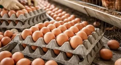 Amran Perjuangkan Telur Ayam Peternak Jadi Menu Wajib Program MBG