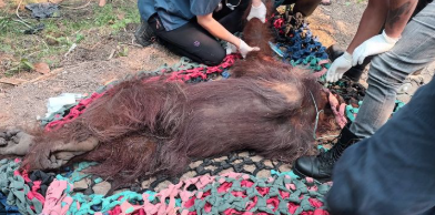 Terisolasi di Perkebunan hingga Kehilangan Pakan, Begini Penyelamatan Delapan Orang Utan Korban Karhutla di Kalbar