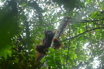 Hutan Lindung Batu Nyambu Jadi Rumah Baru Delapan Orang Utan Korban Kebakaran di Kalbar