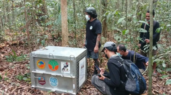 Delapan Orang Utan Kembali ke Alam, Perlindungan Habitat dari Karhutla Jadi Tantangan Berikutnya
