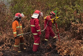 Kebakaran Lahan Gambut di Ketapang Terus Berlanjut, Bara Api Masih Tersisa