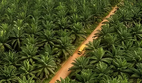PalmCo Catat Premi Sawit Bersertifikat Rp190,78 Miliar, Tumbuh 47,87 Persen