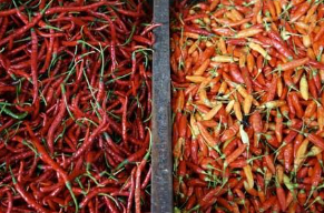 Harga Cabai di Sambas Tembus Rp130 Ribu per Kilogram