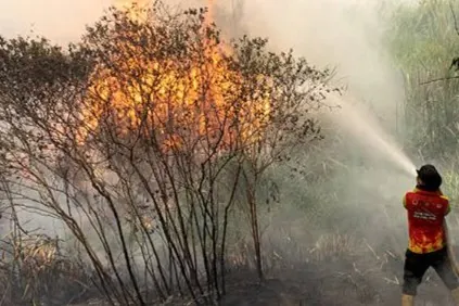 Badan Pengelola Gambut Dorong Penambahan 21.000 Polisi Hutan untuk Cegah Karhutla