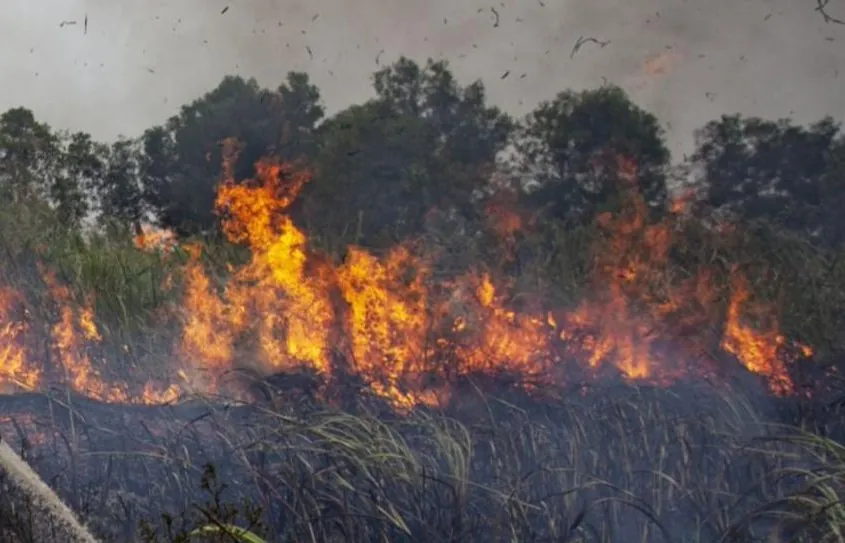 PDIP Soroti Tata Ruang soal Karhutla, Dorong Ada Moratorium Hutan