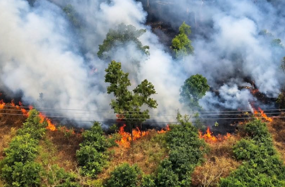 Rp1,235 Triliun untuk Penanganan Karhutla, Publik Perlu Awasi Alokasi Dana di Tujuh Provinsi