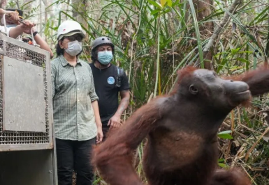 Dua Orangutan Kalimantan Korban Konflik Perkebunan Sawit di Ketapang Dilepasliarkan ke Alam