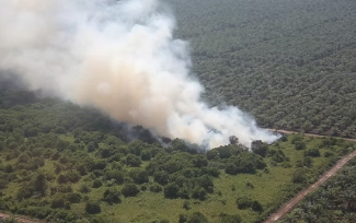 Pelepasliaran Orangutan di Ketapang Soroti Pentingnya Perlindungan Habitat dan Mitigasi Karhutla