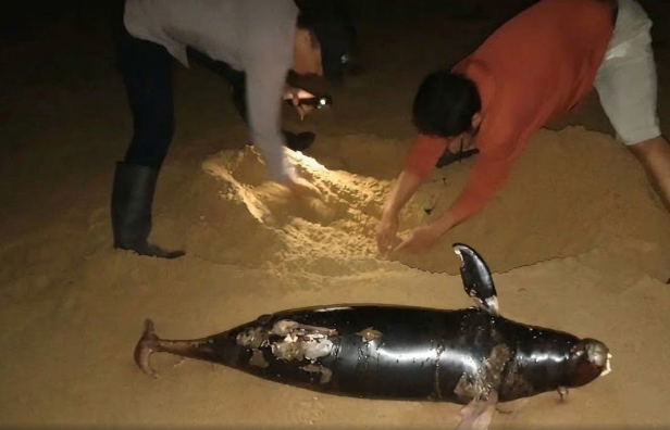 Bangkai Lumba-lumba Membusuk Ditemukan Terdampar di Pantai Camar Bulan Sambas