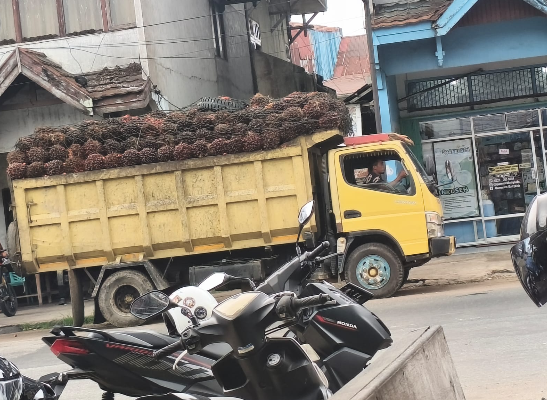 Aktivitas pengangkutan tandan buah segar kelapa sawit milik petani di Kabupaten Sanggau. (Dok. Ariya)