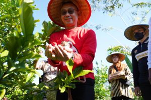 Edi Kamtono Sulap Lahan Gambut Miliknya Jadi Kebun Kopi