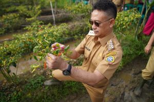 Edi Kamtono Apresiasi Poktan Ponpes Al Murabbi Bertanam Cabai