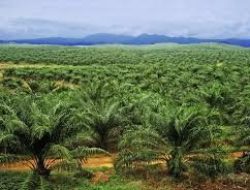 Waduh…Ada Bos Sawit Pemilik Lahan 9 Juta Hektar Belum Bayar Pajak