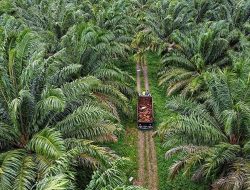 Kacau ! Ada Pejabat “Main” Keluarkan Izin Kebun Sawit di Kawasan Hutan