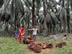 Kabar Baik, Kalbar Dapat Dana Bagi Hasil Sawit