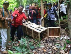 5 Ekor Binturong Dilepasliarkan BKSDA Kalbar
