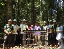 BKSDA Kalbar Lepasliarkan Owa Kalimantan