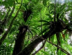 Terbukti, Pemanasan Global Matikan Pohon di Hutan