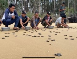 BKSDA Kalbar Kembali Lepasliarkan 197 Tukik Penyu Sisik