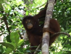 BKSDA Kalbar Klarifikasi, Viral Orangutan Lawan Bulldozer adalah Video Lama
