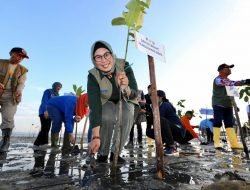 BNPB dan Pemprov Sultra Tanam 7.000 Bibit Mangrove Guna Kurangi Risiko Bencana