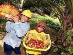 20 Juta Suara dari Sektor Sawit Bocorkan Kriteria Capres Pilihan