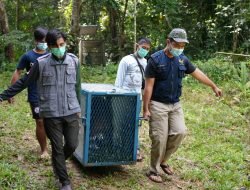 Pasca Rehabilitasi,Dua Individu Orangutan Kembali ke Habitatnya