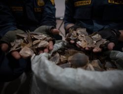 Tolak Tuntutan Ringan JPU Terhadap Terdakwa Perdagangan 337,8 Kg Sisik Trenggiling